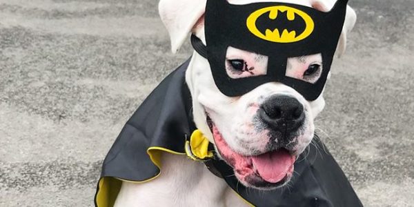 legislation for animal businesses