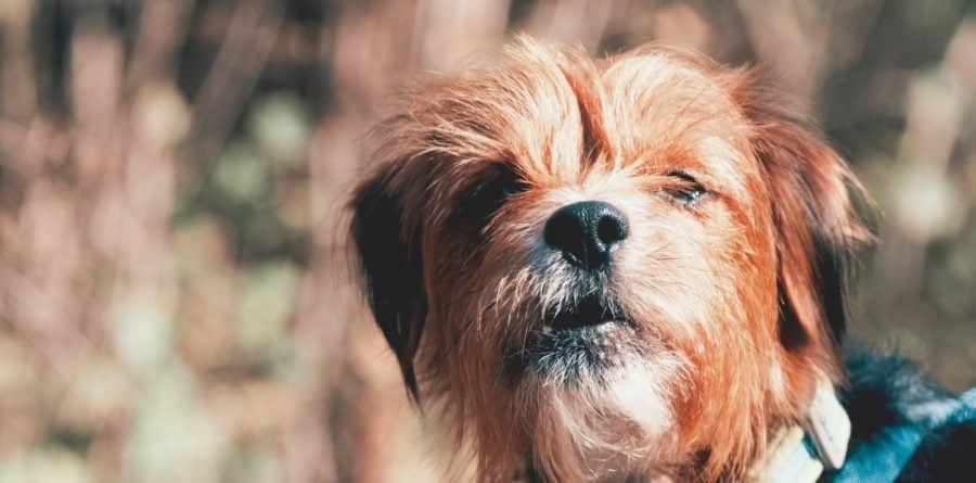 The Canine Crèche Group welcomes new Dog Walking Code