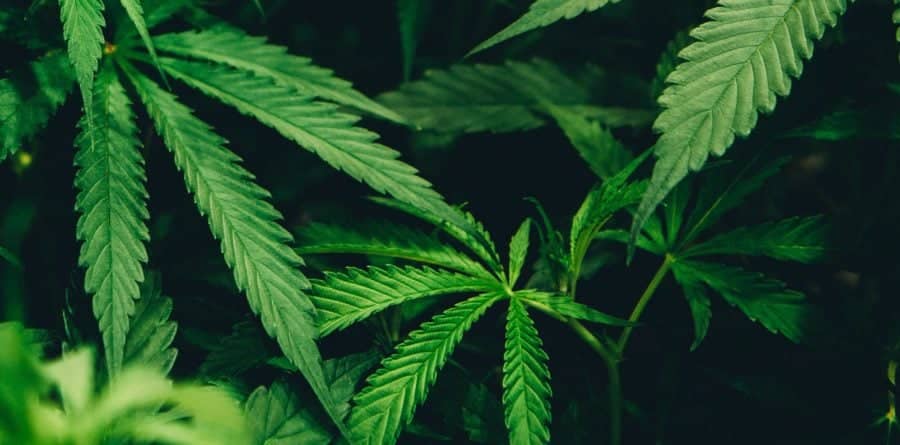 Revealed: How lenient are us Brits towards MPs & CEOs using illegal drugs?