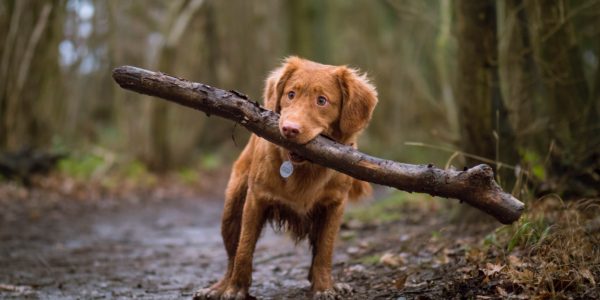 Grass seeds big risk for dogs