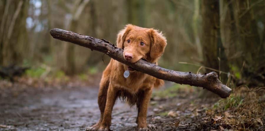 Grass seeds big risk for dogs at this time of year