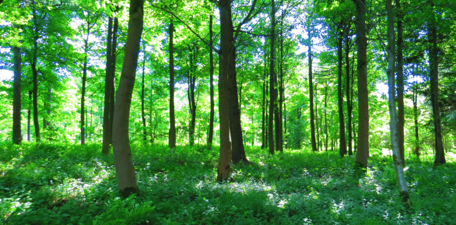 1Spatial to donate 10% of flights to the woodland trust