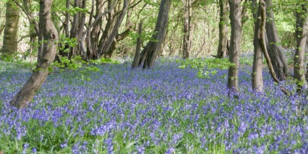 Bb Longshot JudithParryWoodlandTrust