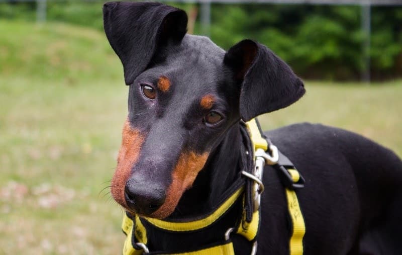 Dogs Trust warns of a looming housing crisis for dogs