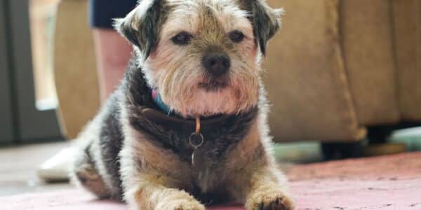 Classic George Borderterrier Dog Athome Dogstrust 17