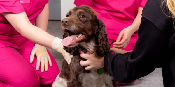 Vet Nurses In Consult With A Cocker Spaniel