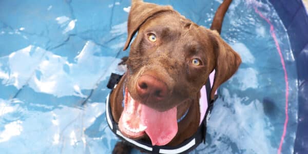 Loki Labrador Dogstrust